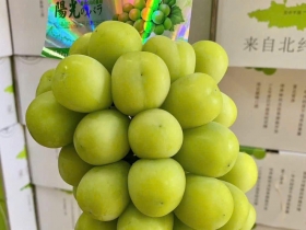 Trái Cây Nhập Khẩu Cao Cấp – Tươi Ngon, An Toàn Tại Trái Cây Lâm Phương mỗi ngày