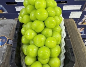 Nho mẫu đơn loại 1