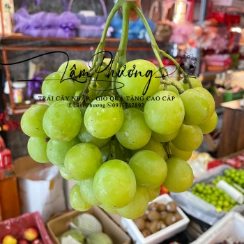 Nho Xanh Bay Chuẩn Mỹ - Lâm Phương
