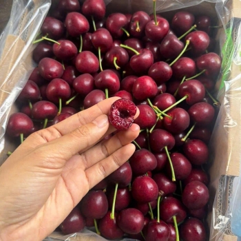 Cherry Mỹ đầu vụ giòn ngọt – Giá sốc chỉ 340K/kg tại Trái Cây Lâm Phương
