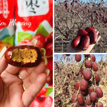 Táo đỏ Tân Cương một loại "thần dược" cho sức khỏe