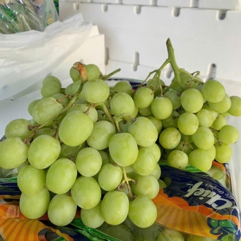 Nho Xanh Mỹ mã Ar Chief